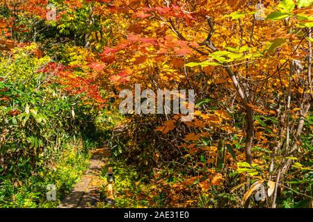 Herbst buntes Laub der japanischen Wald am Onuma Teich Wanderweg in Towada Hachimantai Nationalpark, Akita Präfektur, Japan. Stockfoto