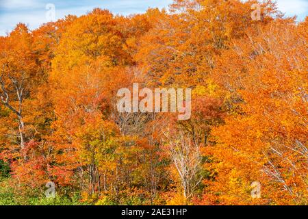 Bunten wald von herbst auf dem Berg in Towada Hachimantai Nationalpark, Akita Präfektur, Japan. Stockfoto