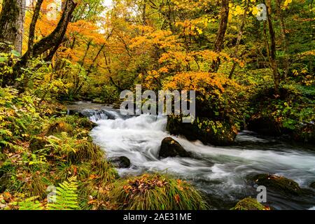 Schöne Oirase Mountain Stream fließen durch den Wald von buntes Laub im Herbst Jahreszeit in Towada Hachimantai Nationalpark, Präfektur Aomori, Stockfoto