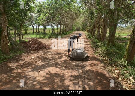 Galapagos Riesenschildkröte (Chelonoidis nigra), El Chato Reservat, Galapagos, Ecuador Stockfoto