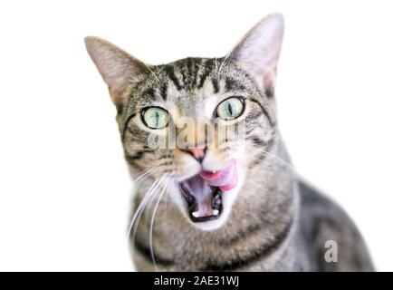 Ein braun Tabby inländischen Kurzhaar Katze leckt seine Lippen mit seinen Mund weit geöffnet Stockfoto