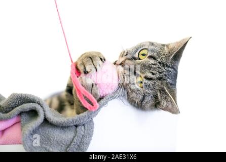 Ein verspielter braun Tabby inländischen Kurzhaar Kätzchen Holding ein Spielzeug in die Pfoten, Stockfoto