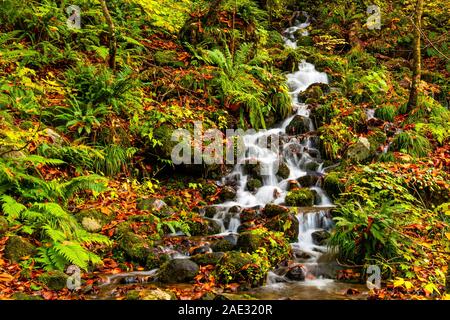 Kleine natürliche Stream fließen vom Berg Felsen und auf dem Boden, mit bunten Blätter in Oirase Tal, Towada Hachim abgedeckt Stockfoto