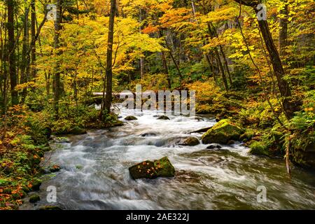 Schöne Oirase Mountain Stream fließen über die Felsen in der buntes Laub im Herbst Wald am Oirase Schlucht in Towada Hachimantai Nationalpark, Aomori Stockfoto