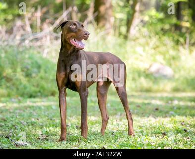 Eine rote Dobermann Hund mit natürlichen uncropped Ohren stehen im Freien Stockfoto