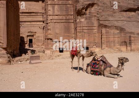 Kamel liegt in der Nähe des Treasury Al Khazneh in die Felsen an Petra, Jordanien geschnitzt Stockfoto