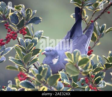 Taube eingebettet in einen Stechpalmenbusch, der Beeren isst. Festliches Weihnachtsfest. Weihnachtsessen.Weihnachtsszene. Zufrieden plump Vogel.Goldener König Stockfoto