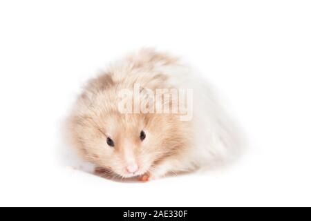 Cute syrischen gold Hamster auf weißem Hintergrund, isoliert Stockfoto