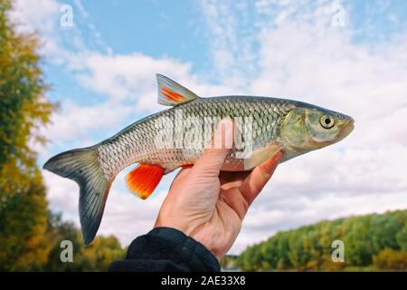 Chub in Fisherman's Hand und blauer Himmel, Indian summer Catch, getönten Bild Stockfoto