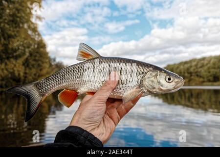 Chub Fisch im Angler's Hand, Indian Summer, HDR getonten Bild Stockfoto