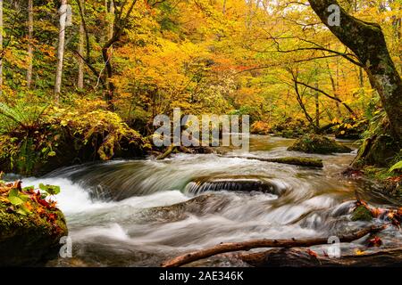 Blick auf Oirase Stream fließen schnell über die Felsen im schönen Wald von buntes Laub im Herbst bei Oirase Tal in Towada Hachimantai Nationa Stockfoto