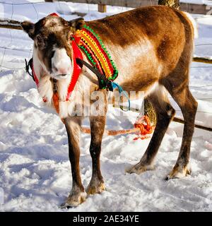 Rentiere in Lappland im Winter auf dem Bauernhof Stockfoto