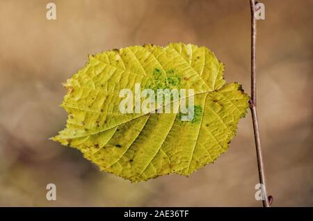 Eine gelbe Herbst Blatt auf einem Zweig vor einem unscharfen Hintergrund Stockfoto
