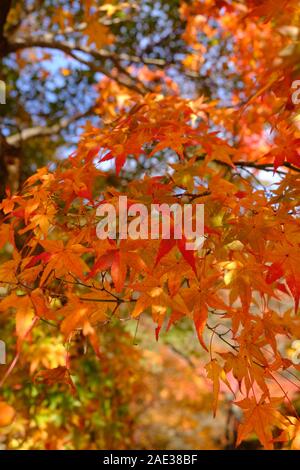 Golden, Orange und Gelb, naejangsan National Park, Blätter im Herbst, Herbstlaub, Herbstfarben, blauer Himmel Stockfoto