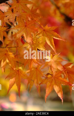 Ahorn, naejangsan National Park, Blätter im Herbst, Herbstlaub, Golden, Orange und Gelb, Herbstfarben, Horizontal Stockfoto