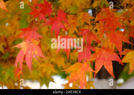 Ahorn, naejangsan Nationalpark, Herbstblätter, Herbst Laub, Orange und Gelb, Herbstfarben, Horizontal Stockfoto