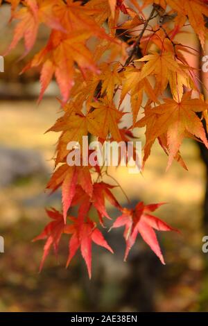 Ahorn, naejangsan Nationalpark, Herbstblätter, Herbst Laub, Orange und Gelb, Herbstfarben, Vertikal Stockfoto