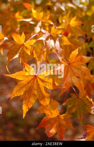 Ahorn, naejangsan National Park, Blätter im Herbst, Herbstlaub, gelbe, goldene, Herbst Farben Stockfoto