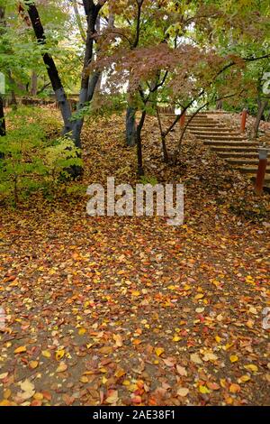 Berg, Golden, Orange und Gelb, Blätter im Herbst, Herbstlaub, Herbstfarben, Seoul Olympic Park Stockfoto