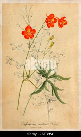 Chromolithograph der Delphinium cardinale Hoock. 19. jahrhundert Delphinium cardinale ist eine Pflanzenart aus der Gattung der larkspur durch den gemeinsamen Namen scarlet Larkspur bekannt Stockfoto