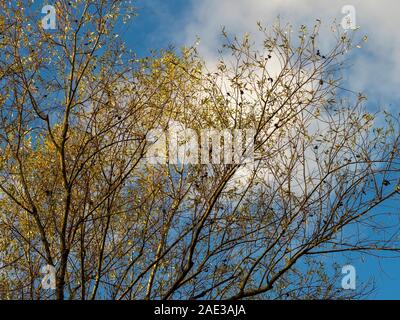 Zweige eines Willow Tree mit gelben Blätter im Herbst vor einem blauen Himmel mit weißen Wolken Stockfoto