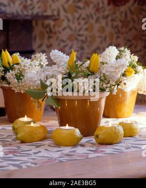 Close-up heraus geschaufelt frische Zitronen als Kerzenhalter neben posies der weißen Flieder und gelbe Tulpen gelb Töpfe verwendet Stockfoto