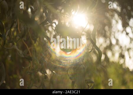 Das Spektrum des Sonnenlichts, die Sonne scheint durch die Blätter der Curly Willow. Stockfoto