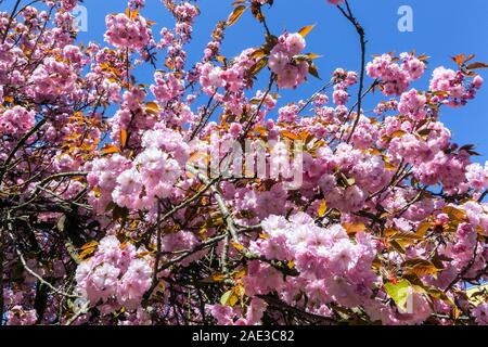 Schönheit Rosa Kirschblüten Baum gegen blauen Himmel blühender Baum Sakura blühender Baum Frühling Stockfoto