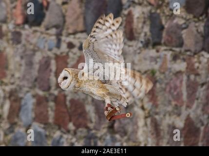 Schleiereule (Tyto alba), Parque Condor, Otavalo, Ecuador Stockfoto