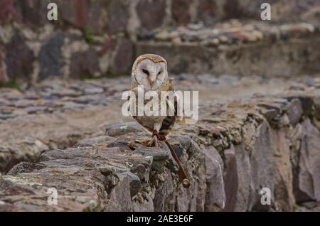 Schleiereule (Tyto alba), Parque Condor, Otavalo, Ecuador Stockfoto