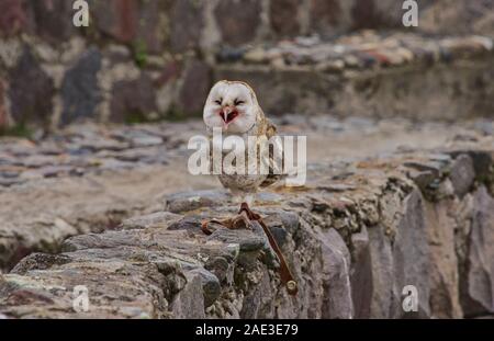 Schleiereule (Tyto alba), Parque Condor, Otavalo, Ecuador Stockfoto