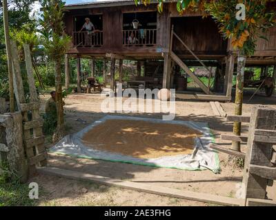 Korn trocknet im Vorgarten eines traditionellen burmesischen Dorf Haus aus Holz und auf Pfähle im Nordwesten Myanmar (Birma) Stockfoto