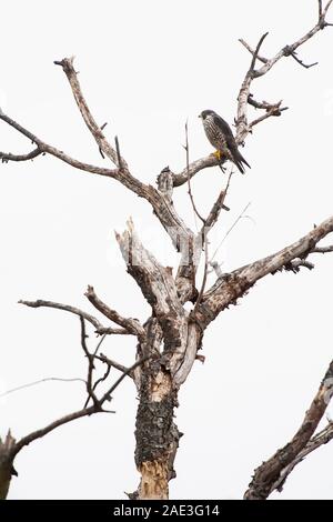 Peregrinfalke thront im toten Baumschnack Stockfoto