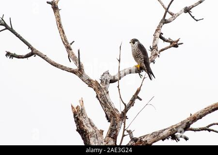 Peregrinfalke thront im toten Baumschnack Stockfoto