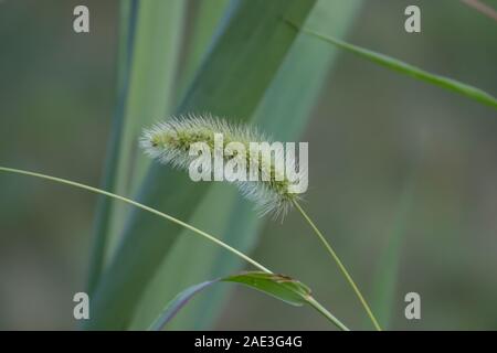 Foxtail Grass Blütenstand im Sommer Stockfoto