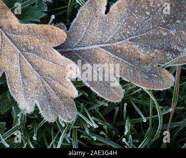 Gefallenen Eiche (Quercus spp.) in Frost bedeckt. Tipperary, Irland Stockfoto