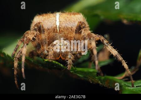 Gartenkreuzspinne (Araneus diadematus) sitzen auf Farn. Tipperary, Irland Stockfoto