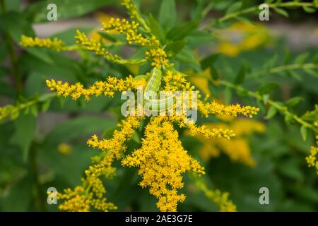 Goldrute Hooded Owlet Moth Caterpillar auf goldrute Blumen Stockfoto