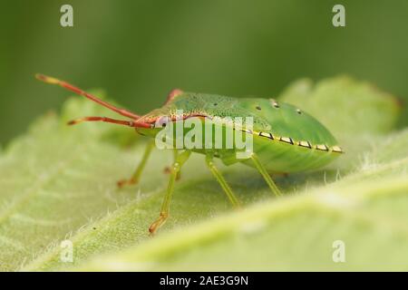 Weißdorn Shieldbug endgültige instar Nymphe (Acanthosoma haemorrhoidale) sitzen auf Pflanze Blatt. Tipperary, Irland Stockfoto