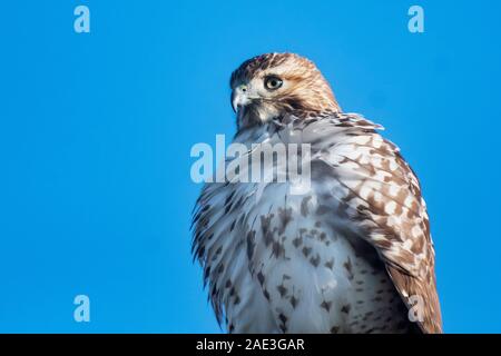 Juvenile Red-tailed hawk Nahaufnahme Stockfoto