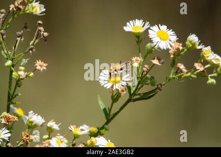 Goldrute Soldat Käfer auf Fleablane Blumen Stockfoto