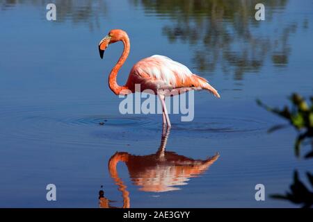 Mehr Flamingo (Phoenicopterus ruber) auf Floreana Insel auf Galapagos, Ecuador. Stockfoto