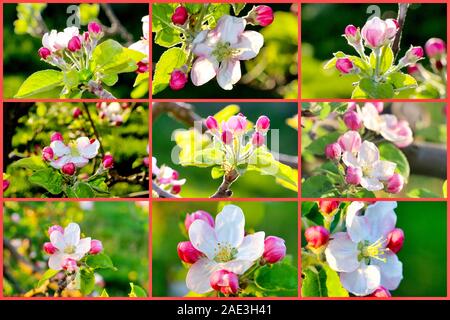 Collage von einem Apple Blüten in einem Obstgarten, Stockfoto