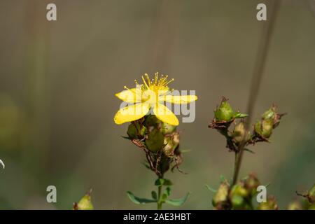 Johanniskraut Blumen in voller Blüte entdeckt Stockfoto