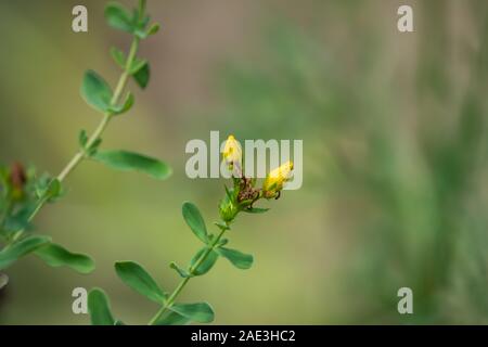 Johanniskraut Blütenknospen im Sommer entdeckt Stockfoto