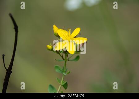 Johanniskraut Blumen in voller Blüte entdeckt Stockfoto