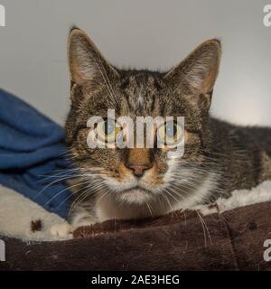 Tabby Katze Stockfoto