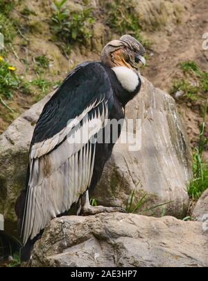 Andenkondor (Vultur gryphus), Parque Condor, Otavalo, Ecuador Stockfoto