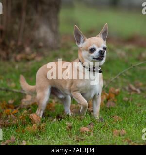 Chihuahua glatt beschichtet Stockfoto