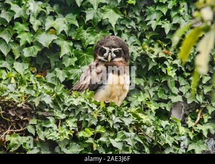 Spectacled Owl (Pulsatrix perspicillata), Parque Condor, Otavalo, Ecuador Stockfoto